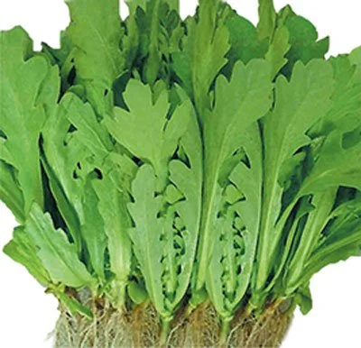 TẦN Ô LÁ TRÒN DẠNG LÙN NO 3 HƯƠNG NÔNG CHRYSANTHEMUM GARLAND NO 3