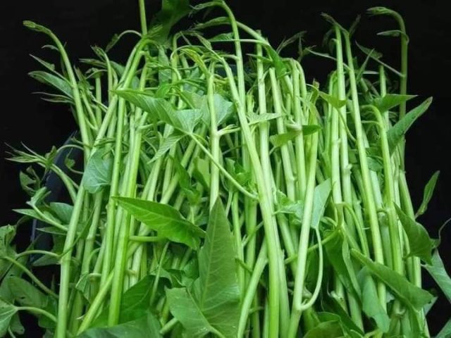 RAU MUỐNG SIÊU ĐỌT HƯƠNG NÔNG | 7402