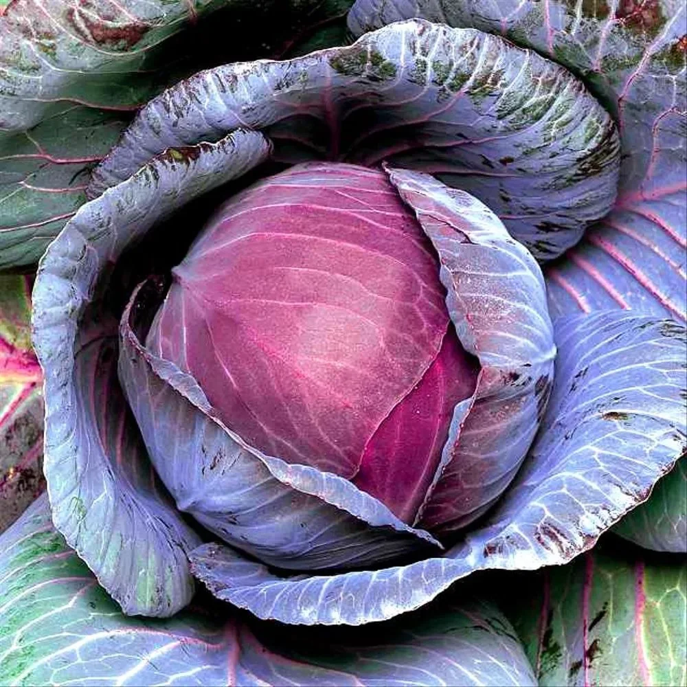 CẢI BẮP ĐỎ FIRED STAR HƯỞNG NÔNGRED CABBAGE F1 RED STAR