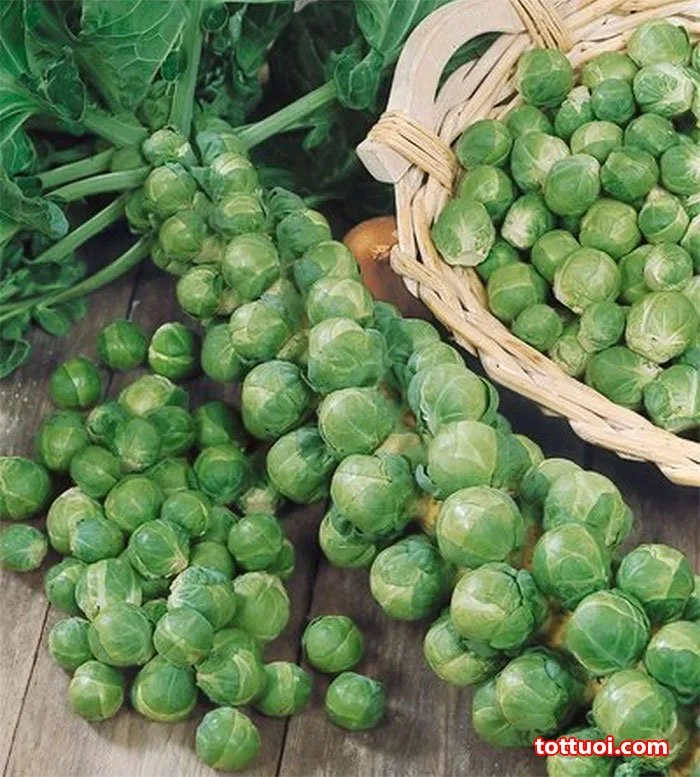 BẮP CẢI TÍ HON BRUSSELS SPROUTS | 7425