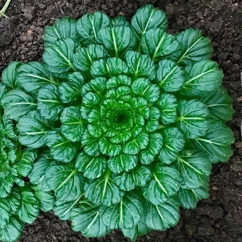 CẢI HOA HỒNG F1 HƯƠNG NÔNG CABBAGE CHINESE TATSOI F1
