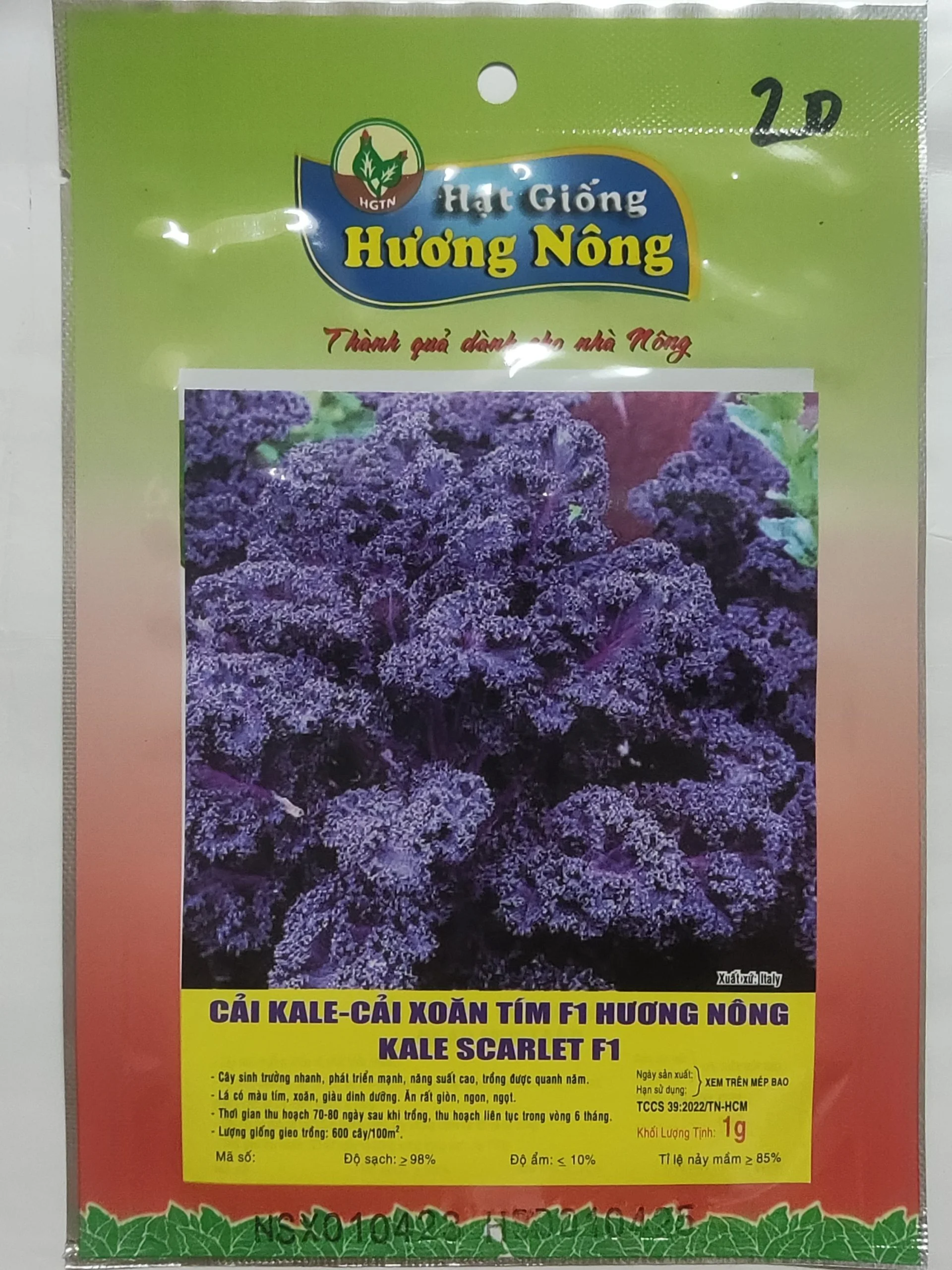 CẢI KALE-CẢI XOĂN TÍM F1 HƯƠNG NÔNG KALE SCARLET F1 | 7430 scaled