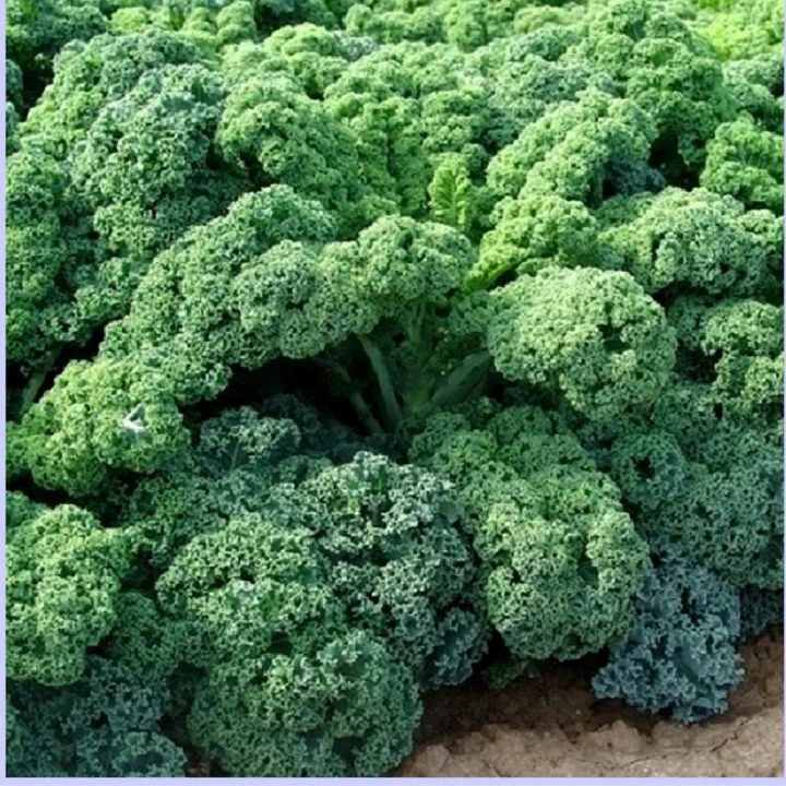 CẢI KALE-CẢI XOĂN XANH HƯƠNG NÔNGKALE CURLY
