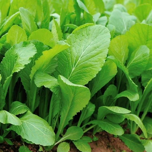 CẢI BẸ XANH ĂN NON BABY HƯƠNG NÔNG BABY LEAF MUSTARD HƯƠNG NÔNG