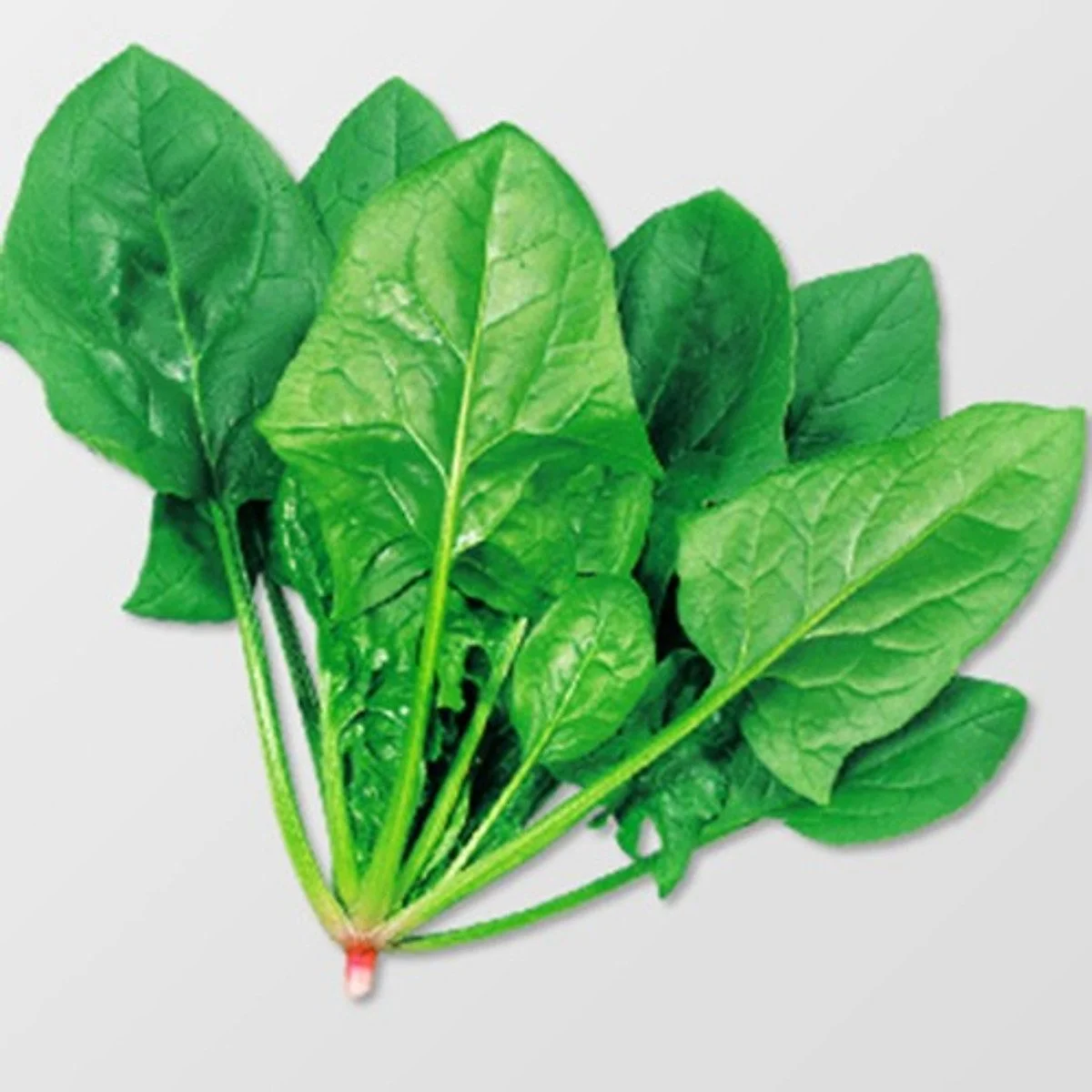 CẢI BÓ XÔI F1 02 (CHỊU NHIỆT) HƯƠNG NÔNG SPINACH-DASH F1