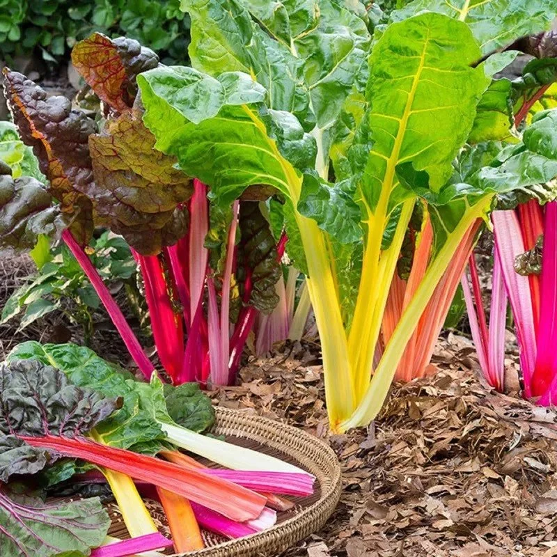 CẢI BÓ XÔI CẦU VỒNG HƯƠNG NÔNG SWISSCHARD RAINBOW | 7452