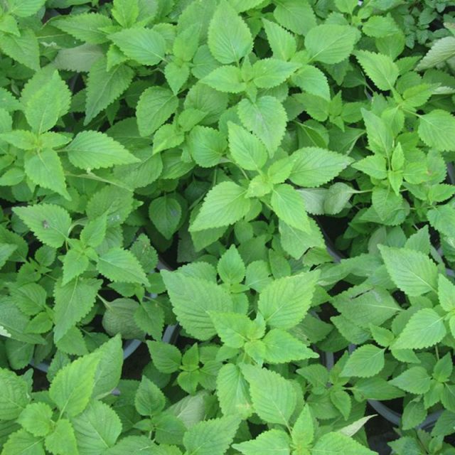 RAU KINH GIỚI HƯƠNG NÔNG 01 | 7758