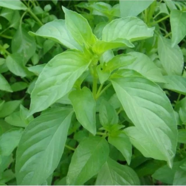 RAU HÚNG THƠM TRẮNG (RAU É TRẮNG) HƯƠNG NÔNG HOARY BASIL SEEDS | 7760
