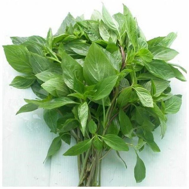 HÚNG QUẾ LÁ TO HƯƠNG NÔNG SWEET BASIL | 7762