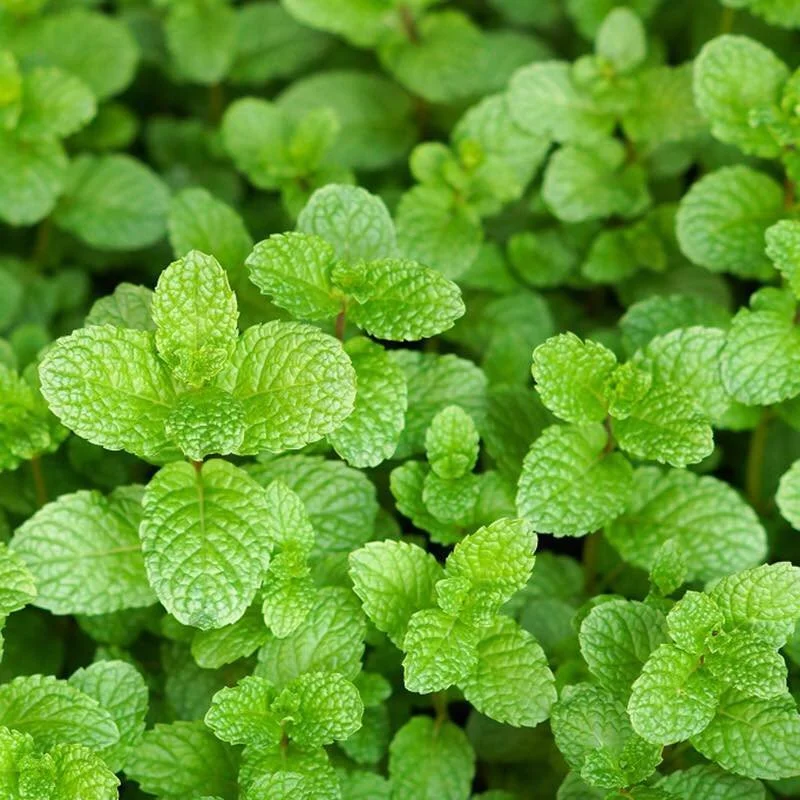 BẠC HÀ ÂU (HÚNG LŨI) HƯƠNG NÔNG MENTHA PIPERITA | 7764