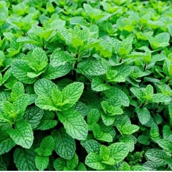RAU HÚNG CHANH HƯƠNG NÔNG LEMON BALM HN