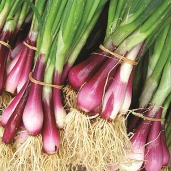 HÀNH LÁ CAI SẢN GỐC TÍM HƯƠNG NÔNG BUNCHING ONION VIOLET | 7785
