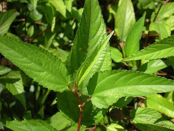 RAU ĐAY ĐỎ CAO SẢN HƯƠNG NÔNG LOCAL MALLOW JUTE