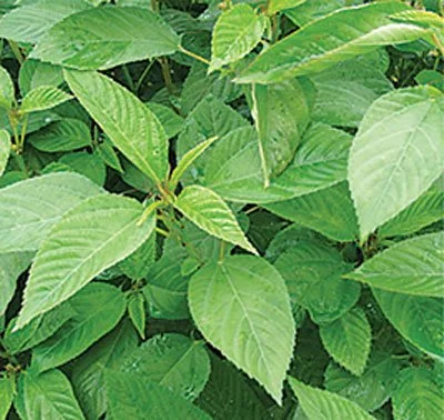 RAU ĐAY TRẮNG CAO SẢN HƯƠNG NÔNG LOCAL MALLOW JUTE | 7924