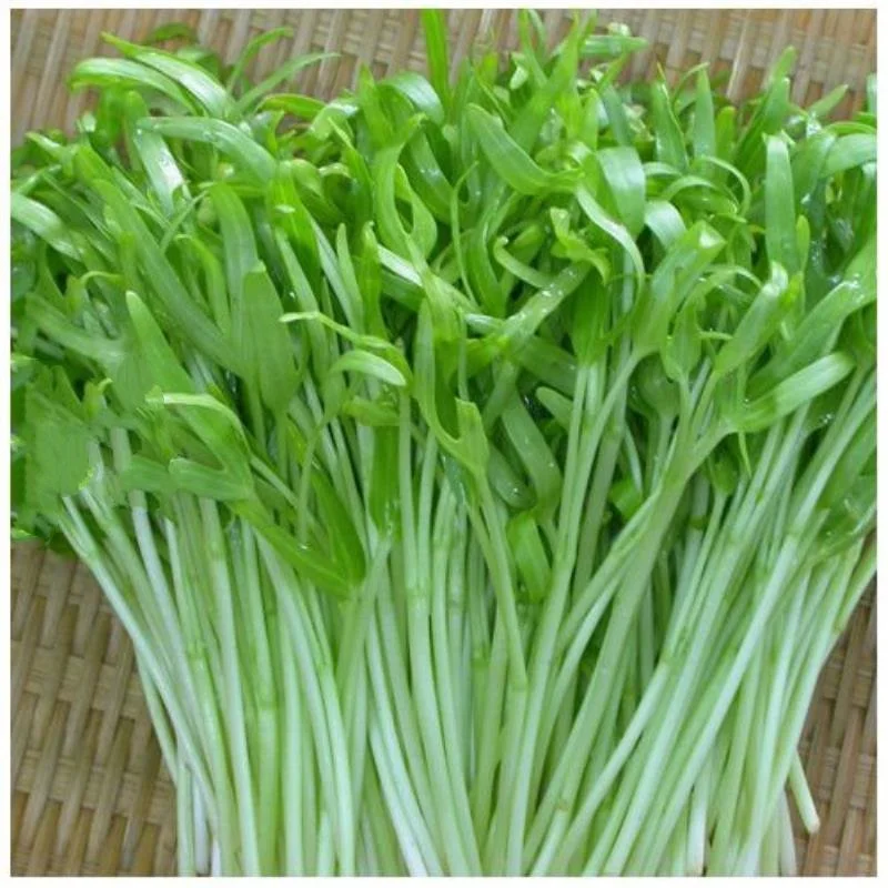 MẦM RAU MUỐNG INDO HƯƠNG NÔNG WATER CONVOLVULUS SPROUTS | 7947