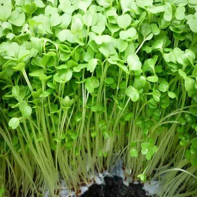 RAU MẦM CỦ CẢI TRẮNG HƯƠNG NÔNG 104 RADISH SPROUTS HN 104 | 7949