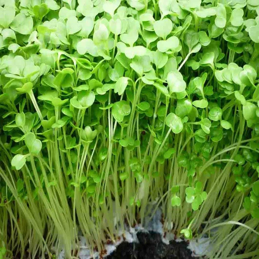 RAU MẦM CỦ CẢI TRẮNG HƯƠNG NÔNG 104 RADISH SPROUTS HN 104 | 7949