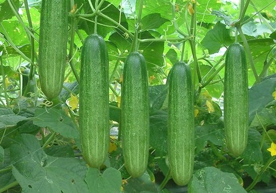 DƯA LEO F1(DƯA CHUỘT) HƯƠNG NÔNG 301 CUCUMBER F1-301 | 7964