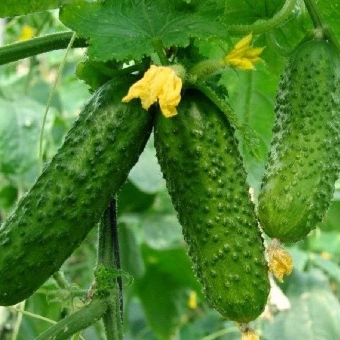 DƯA LEO (DƯA CHUỘT GAI) BABY HƯƠNG NÔNG BABY CUCUMBER HN | 7966