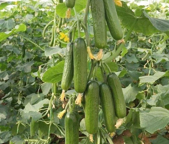 DƯA CHUỘT CHÙM F1 HƯƠNG NÔNG 302 CUCUMBER F1 SV 302 | 7970