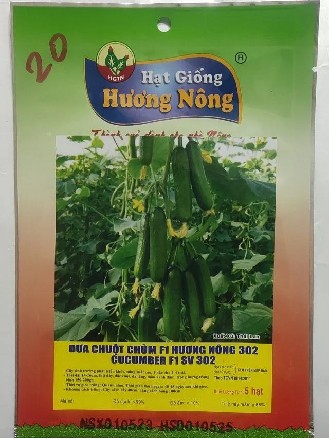 DƯA CHUỘT CHÙM F1 HƯƠNG NÔNG 302 CUCUMBER F1 SV 302 | 7971 scaled
