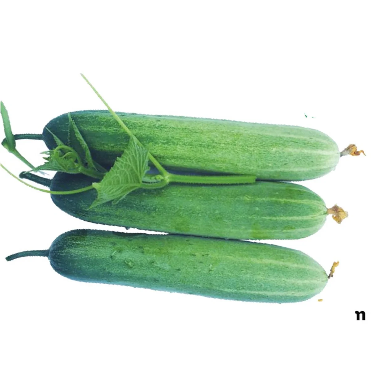 DƯA LEO F1 HƯƠNG NÔNG 307 CUCUMBER F1-307