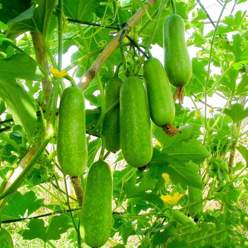 BÍ ĐAO CHANH F1 HƯƠNG NÔNG D08 WAX GOURD F1 HN 008 | 8054