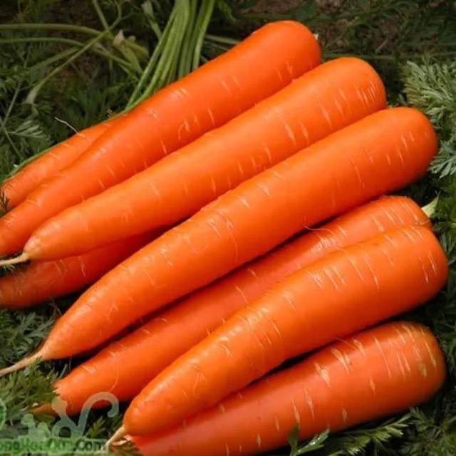 CÀ RỐT SHIN KURODA HƯƠNG NÔNG CARROT SHIN KURODA