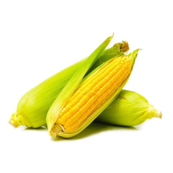 BẮP MỸ F1 HƯƠNG NÔNG SWEET CORN F1