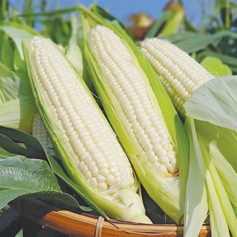 BẮP NẾP DẠNG OP TRẮNG DẺO HƯƠNG NÔNG CORN (STICKY WHITE) OP