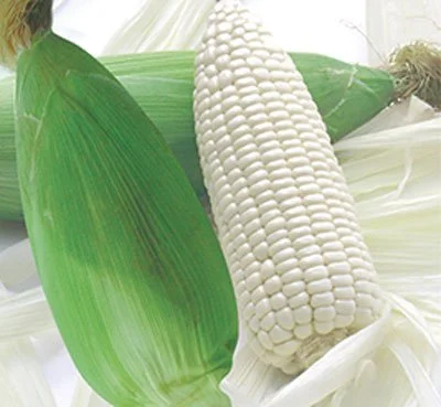 BẮP NẾP NÙ HƯƠNG NÔNG CORN (STICKY WHITE)