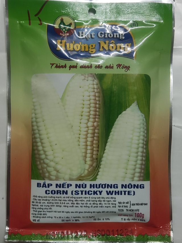 BẮP NẾP NÙ HƯƠNG NÔNG CORN (STICKY WHITE) - Hình ảnh 2