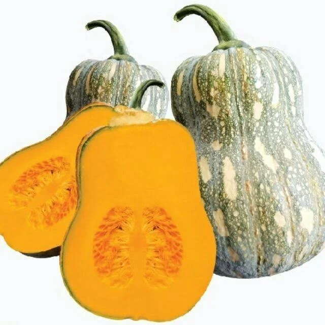 BÍ ĐỎ HẠT ĐẬU HƯƠNG NÔNG-699 BUTTERNUT PUMPKIN F1-699 | 8073