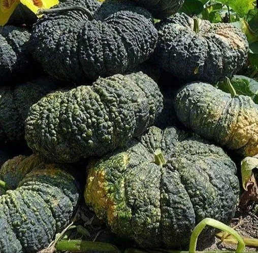 BÍ ĐỎ DA CÓC F1 HƯƠNG NÔNG 569 PUMPKIN F1 569