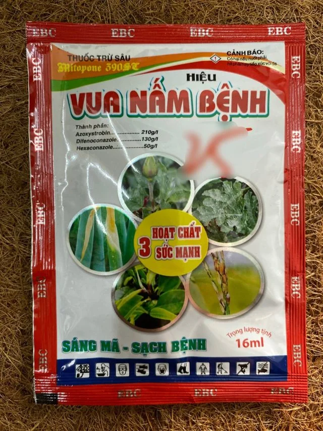 Vua Nấm Bệnh | img 8164