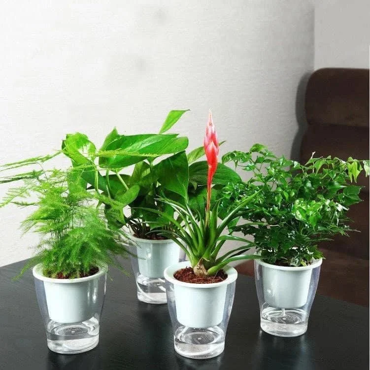 Chậu hai lớp, trồng thuỷ canh