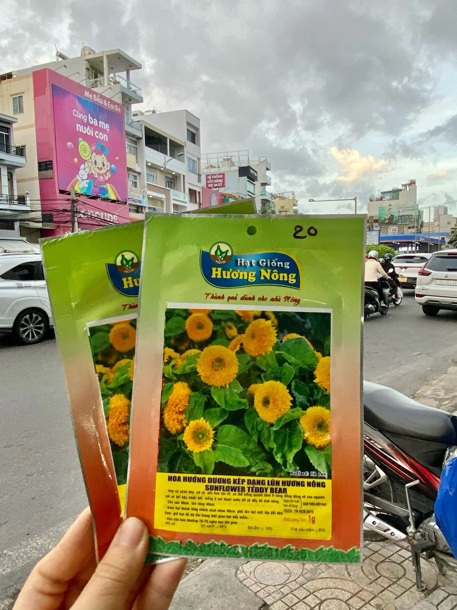 Hạt giống hoa Hướng dương kép dạng lùn Hương nông. | img 8400