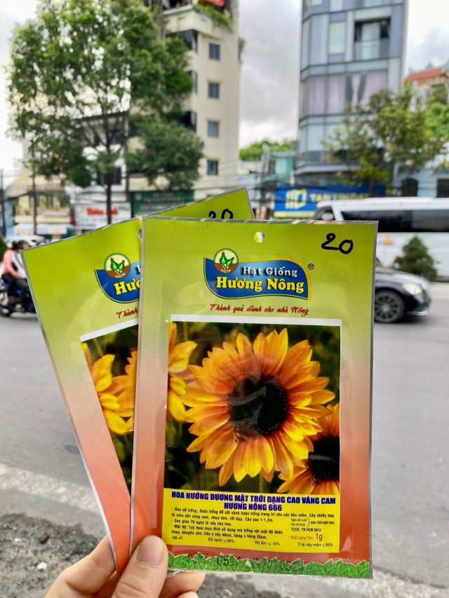 Hạt giống hoa Hương dương dạng cao, màu vàng cam Hương nông 666 | img 8401