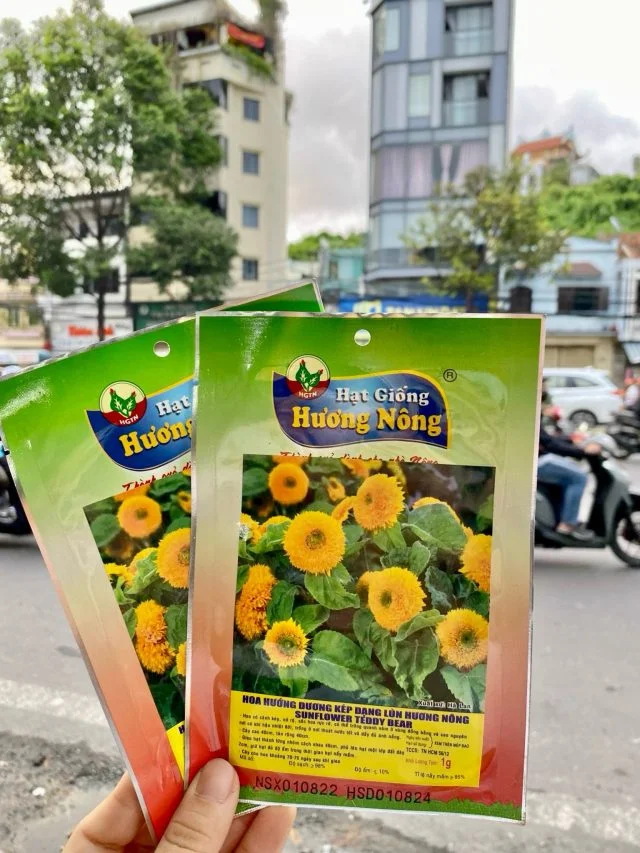 Hạt giống hoa Hướng dương kép dạng lùn, Teddy Bear Sunflower. | img 8402