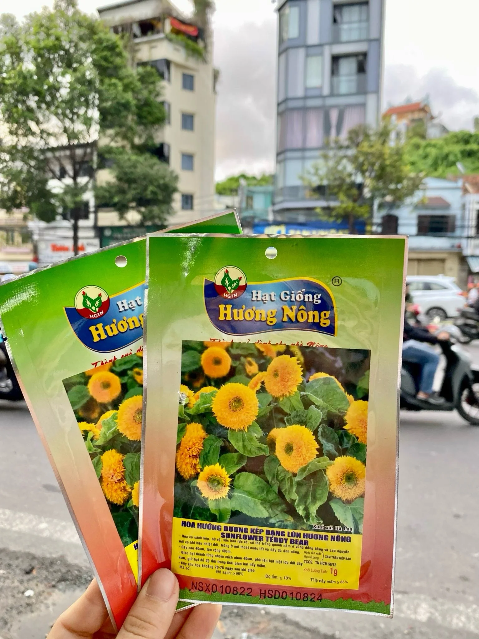 Hạt giống hoa Hướng dương kép dạng lùn, Teddy Bear Sunflower. | img 8402