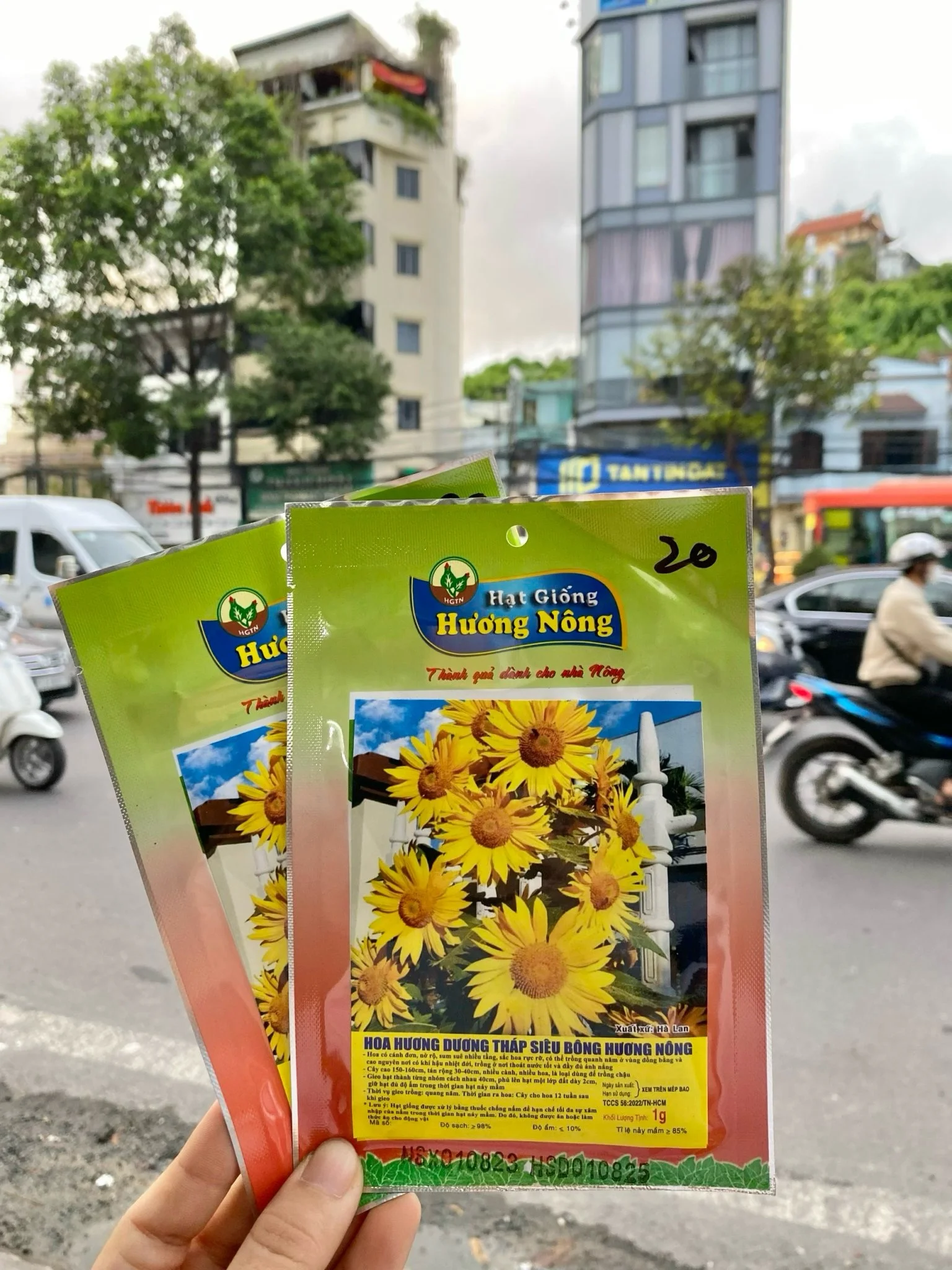 Hoa Hướng dương tháp siêu bông | img 8403