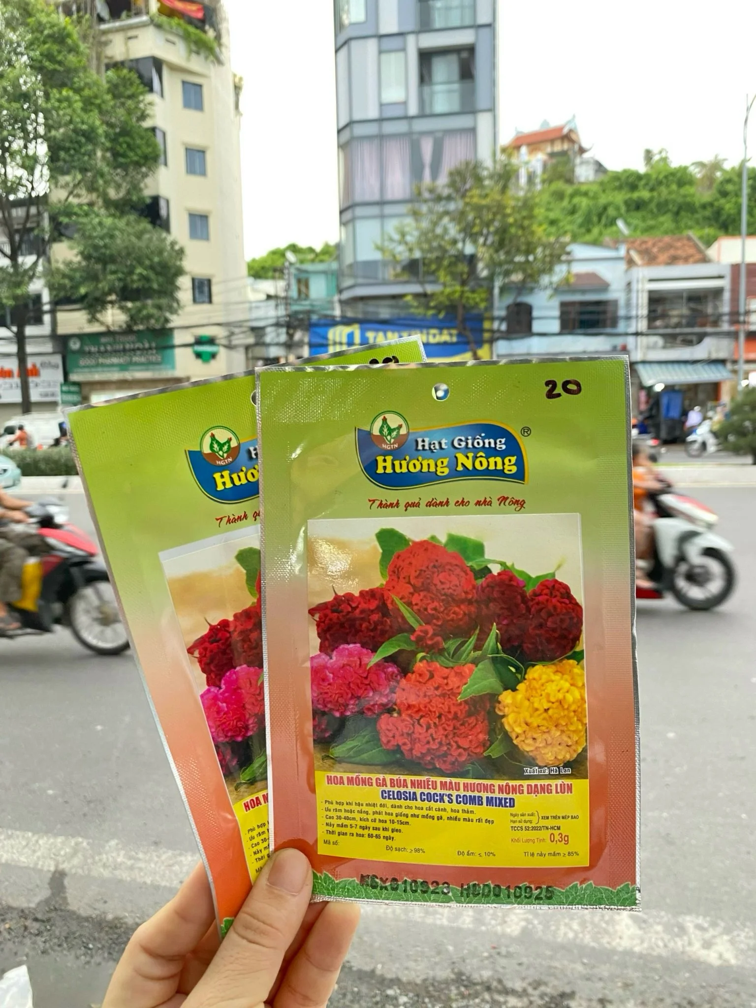 Hoa mào gà búa dạng lùn HN