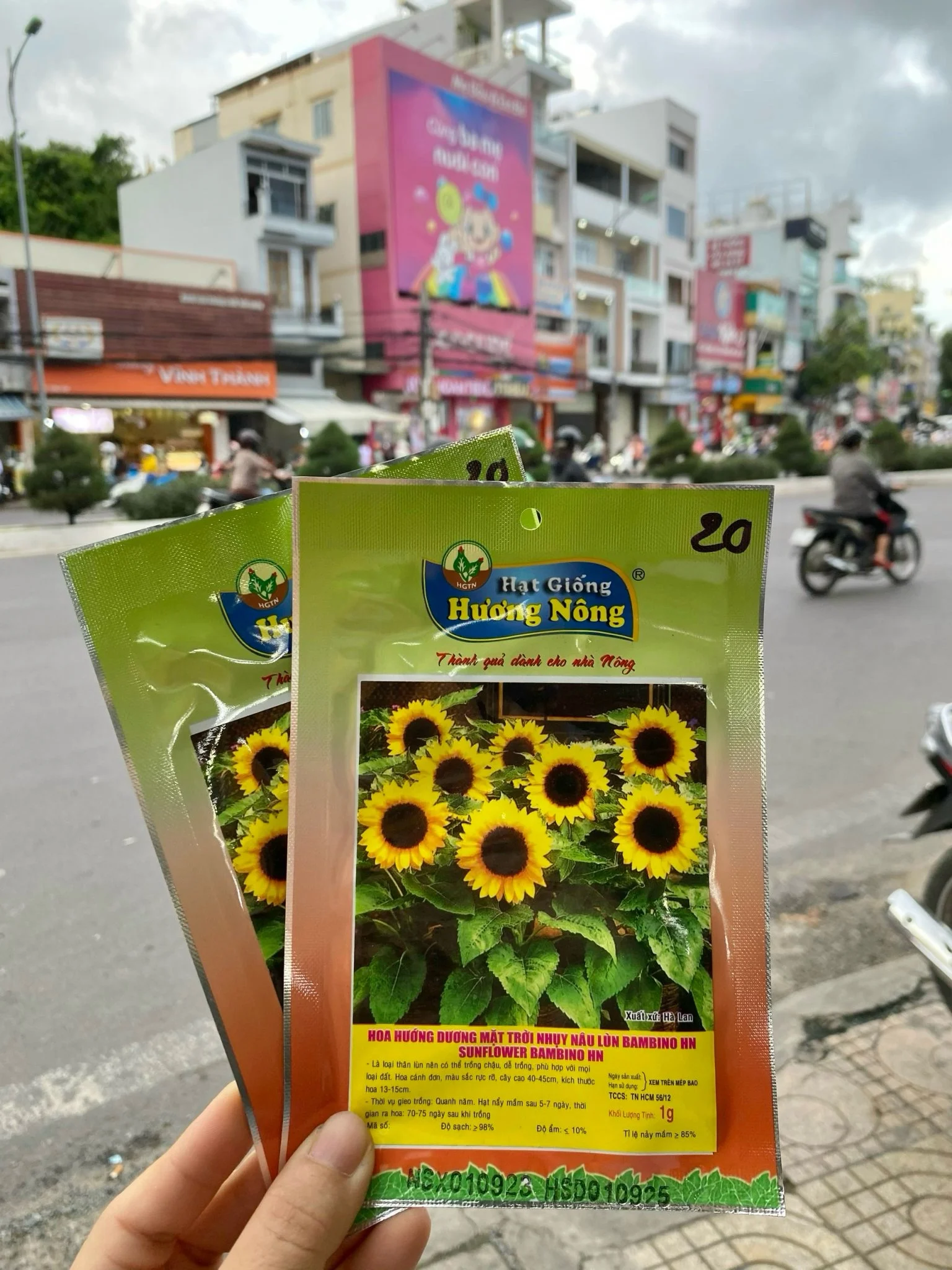 Hoa Hướng dương nhuỵ nâu, dạng lùn HN, BAMBINO Sunflower