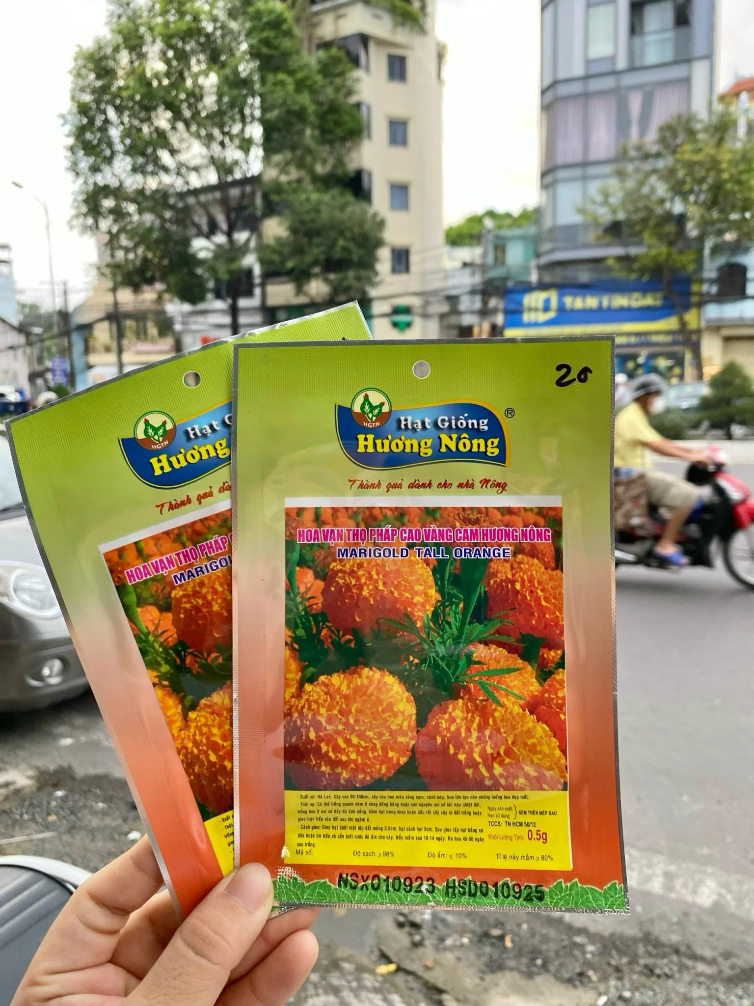 Hoa vạn thọ Pháp cao, vàng cam HN | img 8463