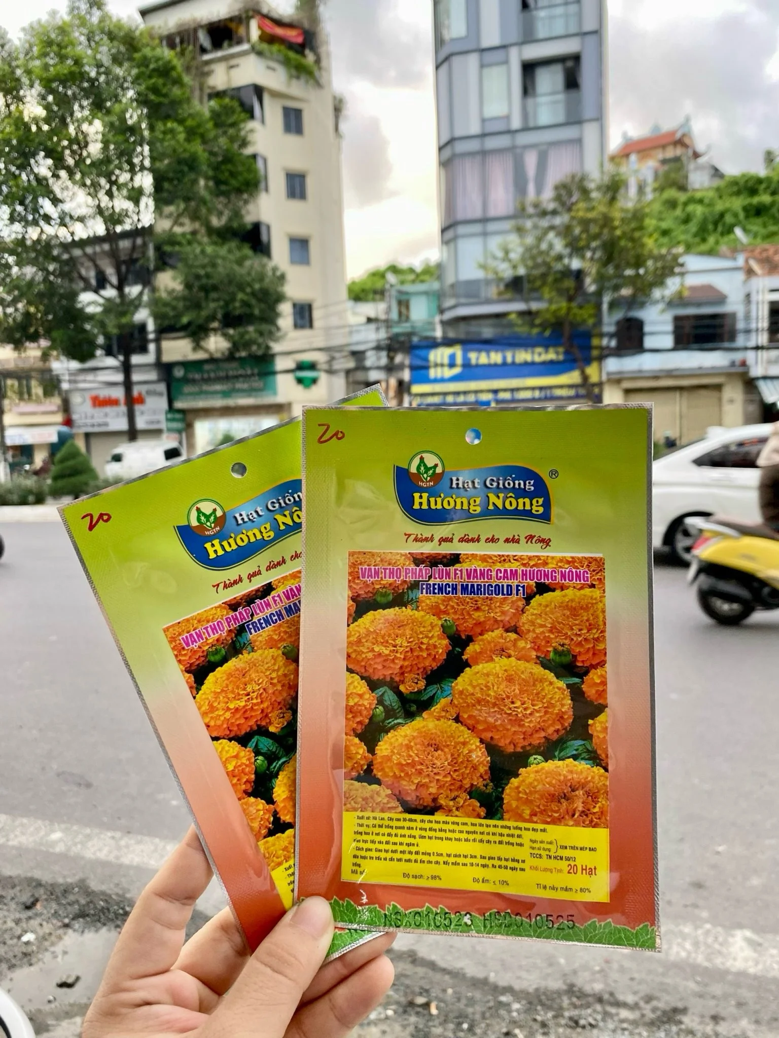 Vạn thọ Pháp lùn F1, vàng cam Hương nông. French Marigold F1 | img 8466