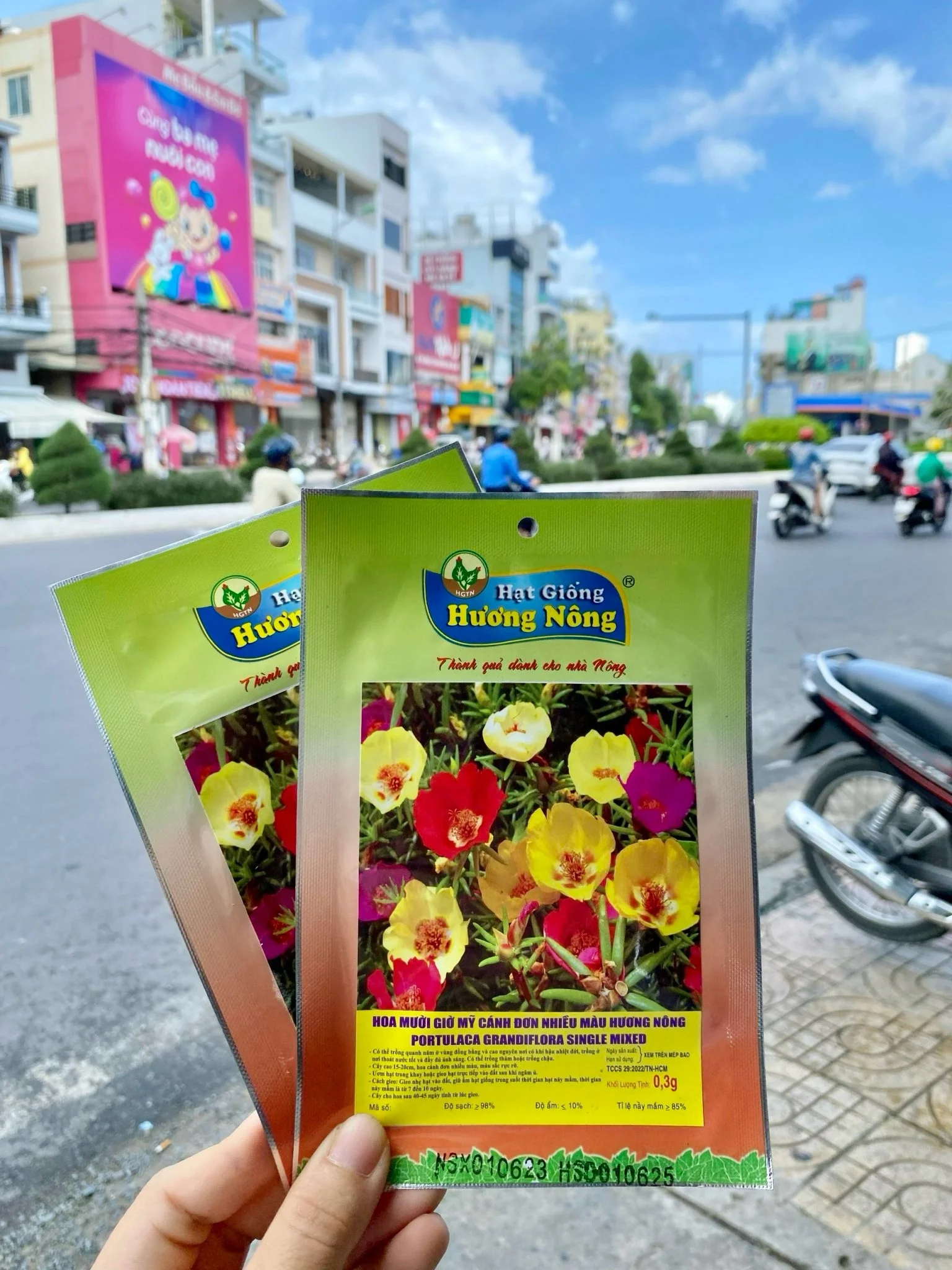 Hoa mười giờ Mỹ, cánh đơn nhiều màu Hương nông | img 8475