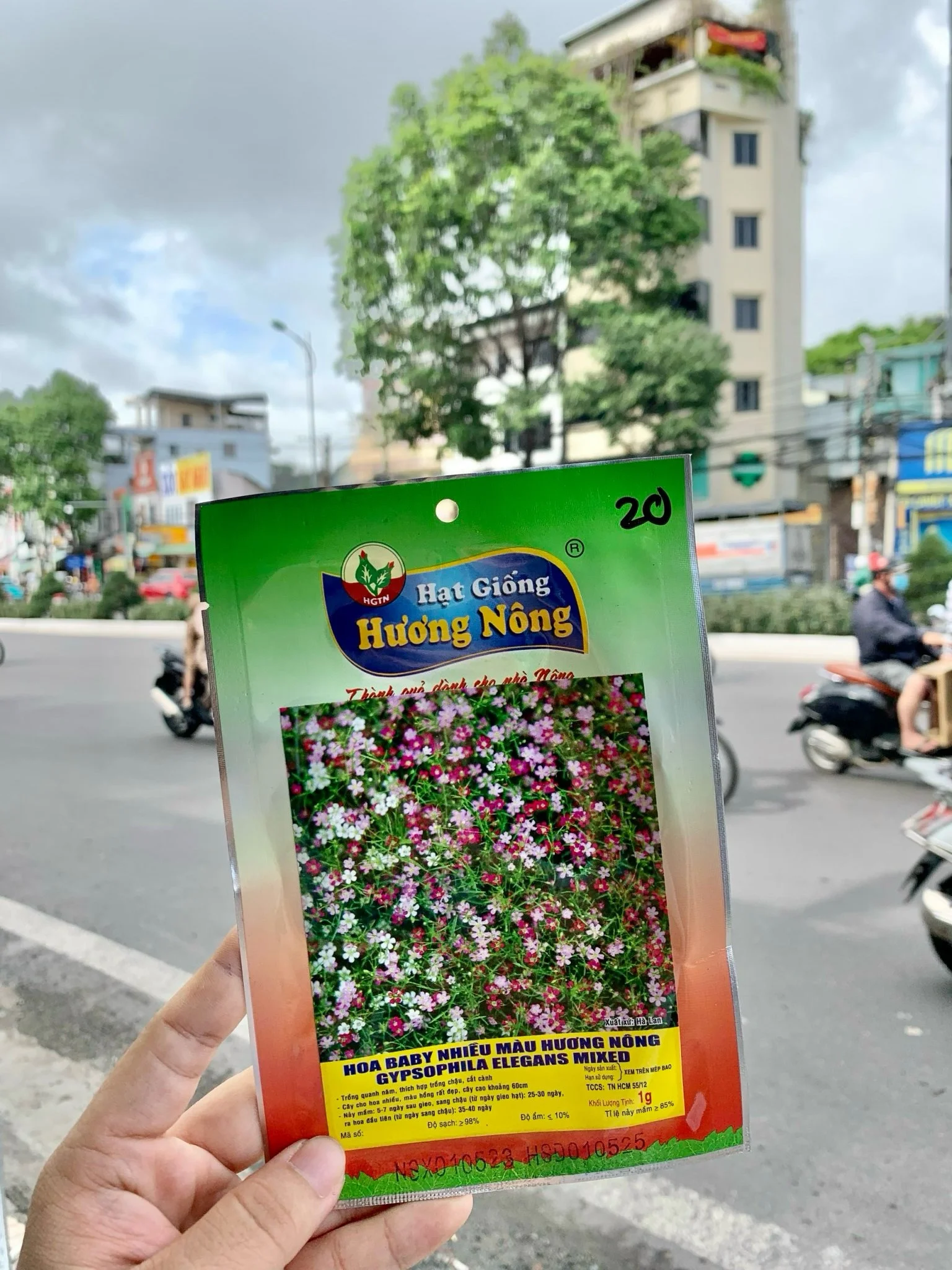Hoa Baby nhiều màu. | img 8485