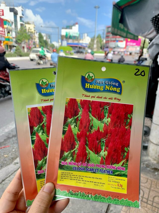Hoa mào gà đỏ, đuôi phụng | img 8486