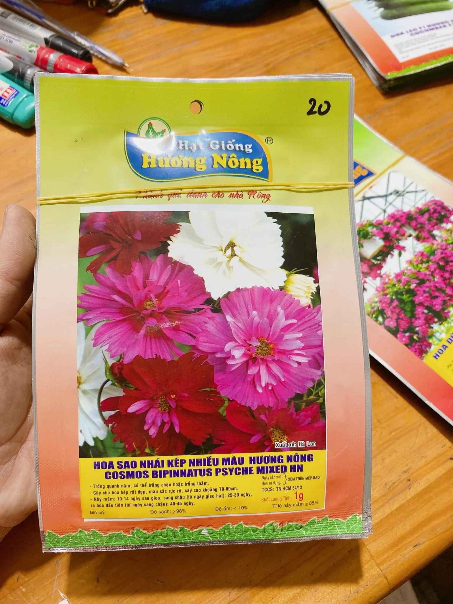 Hoa sao nhái kép nhiều màu | img 8841